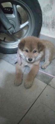 chó shiba cái chó con to béo khoẻ mạnh. Mua bán Chó tại Quận Hoàng Mai Hà Nội được đăng bởi nguyễn văn chung