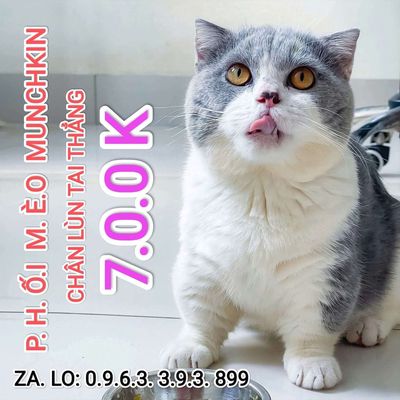 Dịch vụ phối mèo anh lông ngắn aln chân lùn giá rẻ. Mua bán Mèo tại Quận Thanh Xuân Hà Nội được đăng bởi Nguyễn Thị Uyển