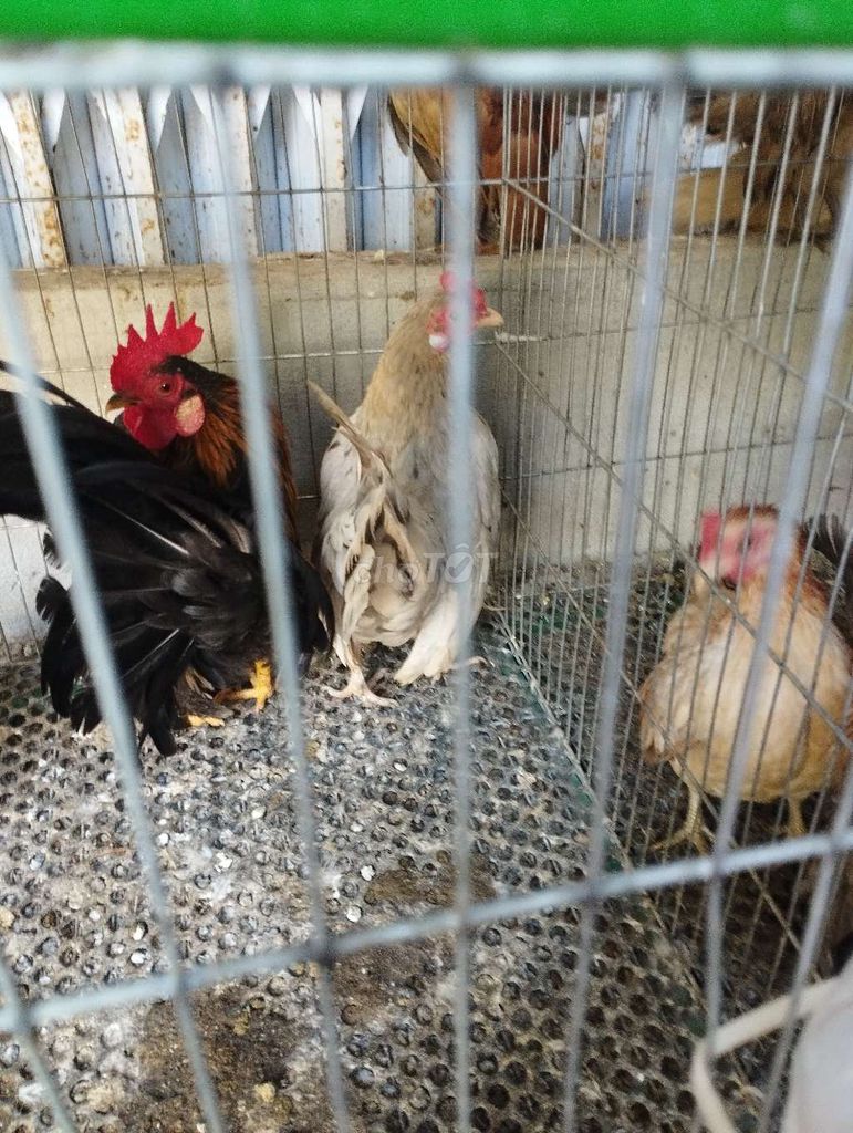 Gà Serama trống dư cần chia lại . Mua bán Gà tại Quận Cái Răng Cần Thơ được đăng bởi Lê Xuân Phước  hình 1