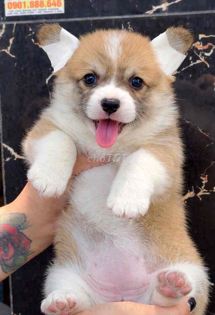 Chó Corgi con lông ngắn đã tiêm. Mua bán Chó tại Huyện Bình Chánh Tp Hồ Chí Minh được đăng bởi mini pet house sài gòn hình 1