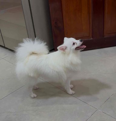 Chó phốc đực 9 tháng tuổi. Mua bán Chó tại Quận Ninh Kiều Cần Thơ được đăng bởi Trần Lê Phú Ninh