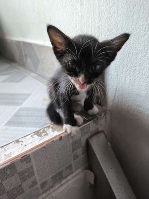 Tìm nhà mới cho mấy bé mèo
