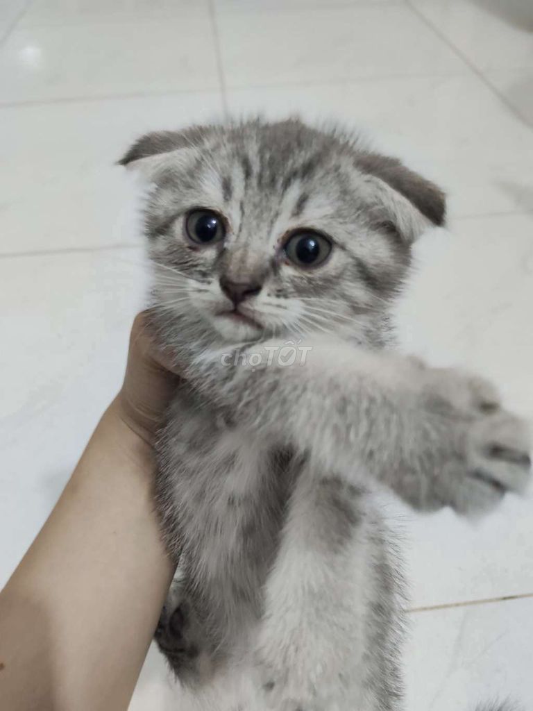 Mèo Tai cụp con đực cái. Mua bán Mèo tại Huyện Hóc Môn Tp Hồ Chí Minh được đăng bởi Jennifer hình 1