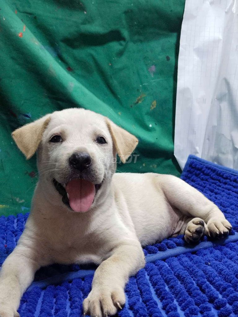 Chó Labrador lai trắng đáng yêu rất nghe lời. Mua bán Chó tại Quận Bình Tân Tp Hồ Chí Minh được đăng bởi Nguyễn Hằng hình 1