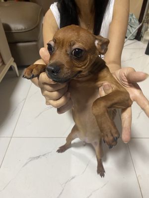 Tặng 2 bé chihuahua. Mua bán Chó tại Quận Đống Đa Hà Nội được đăng bởi ODR TYLER FANPAGE TEAM 1