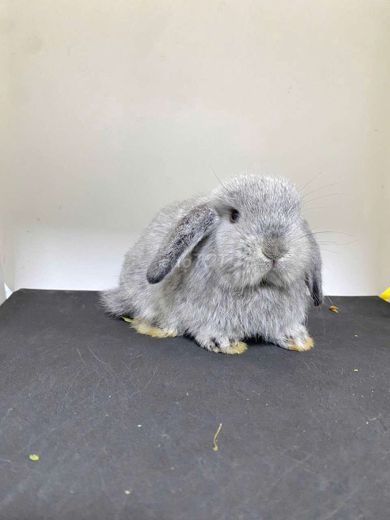 Thỏ Minilop tai cụp giá 700k-1tr5 ở Hà Nội. Mua bán Thú cưng khác tại Quận Thanh Xuân Hà Nội được đăng bởi Cao Tường Vi  hình 1