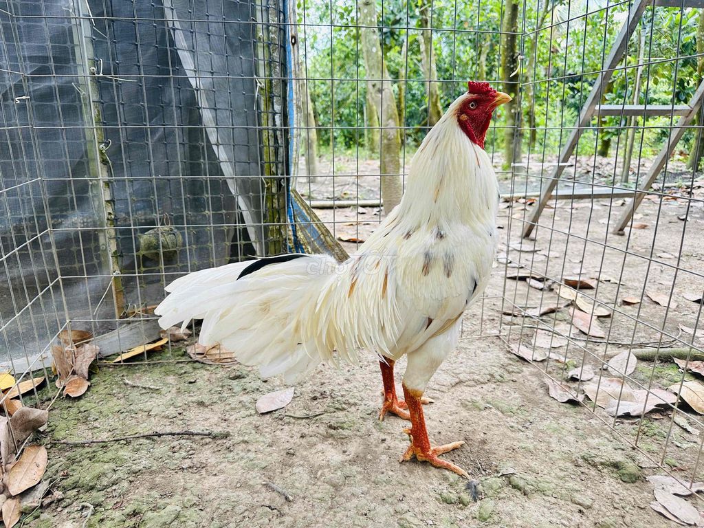 Bướm dâu 3kg5 tay dữ hàng tốc độ. Mua bán Gà tại Huyện Cao Lãnh Đồng Tháp được đăng bởi Tài Gà hình 1