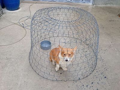 Chó Corgi Cái 11 Tháng