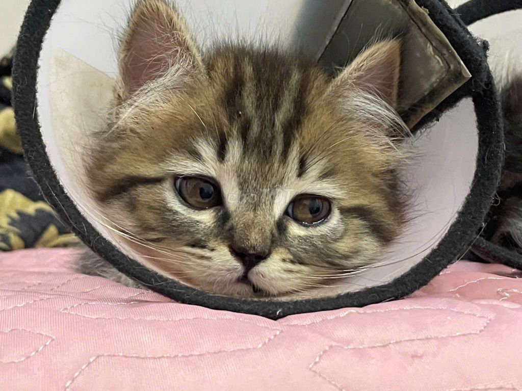 Mèo con lai. Mua bán Mèo tại Quận Hoàng Mai Hà Nội được đăng bởi Ng Duy hình 1