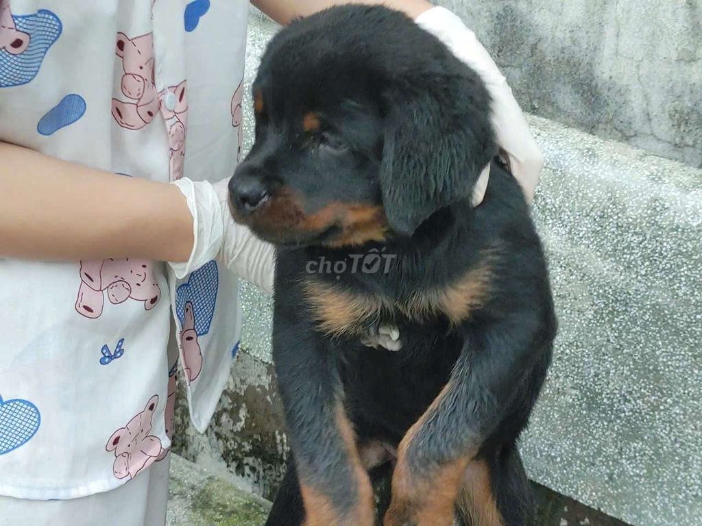 Cho Rottweiler cái đực. Mua bán Chó tại Thành phố Nha Trang Khánh Hòa được đăng bởi thuy tran hình 4