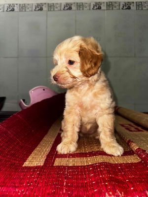Poodle Lai. Mua bán Chó tại Quận Gò Vấp Tp Hồ Chí Minh được đăng bởi Lan Hương