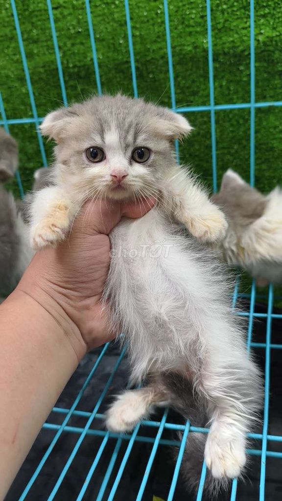 Mèo Munchklin. Mua bán Mèo tại Quận 5 Tp Hồ Chí Minh được đăng bởi Penta Store hình 2