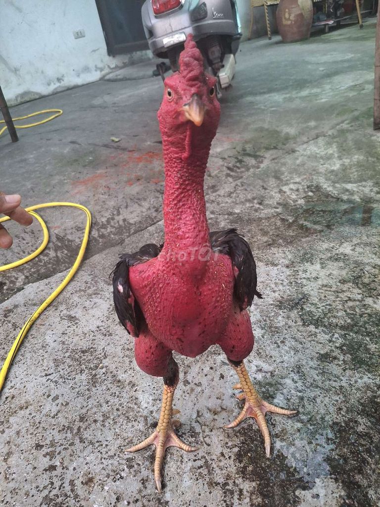 gà tía 28-29 đòn độc chạm là đánh đang phong độ . Mua bán Gà tại Huyện Thanh Trì Hà Nội được đăng bởi long hình 1