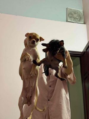 bán chihuahua bắc ninh. Mua bán Chó tại Thành phố Bắc Ninh Bắc Ninh được đăng bởi Phuong Anh