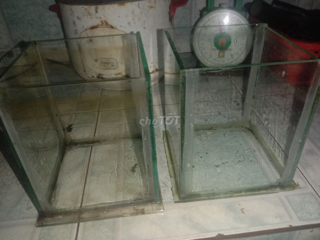 Hồ cá mini Kính 20cm x 20cm. Mua bán Phụ kiện, Thức ăn, Dịch vụ tại Huyện Phong Điền Cần Thơ được đăng bởi Trung hình 1