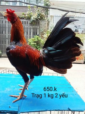 Trạng 1 kg 2 yếu gà tơ ae nhé. Mua bán Gà tại Quận Gò Vấp Tp Hồ Chí Minh được đăng bởi nam gà tre 