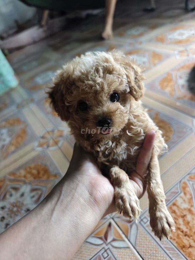 Chó Poodle Tiny Thuần chủng 2 tháng khỏe mạnh. Mua bán Chó tại Thị xã Bình Long Bình Phước được đăng bởi thanh lý đồ hình 1