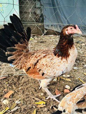 Gà mái giống lai chưa cho đạp mái zin. Mua bán Gà tại Quận Bình Tân Tp Hồ Chí Minh được đăng bởi Tranngoctri