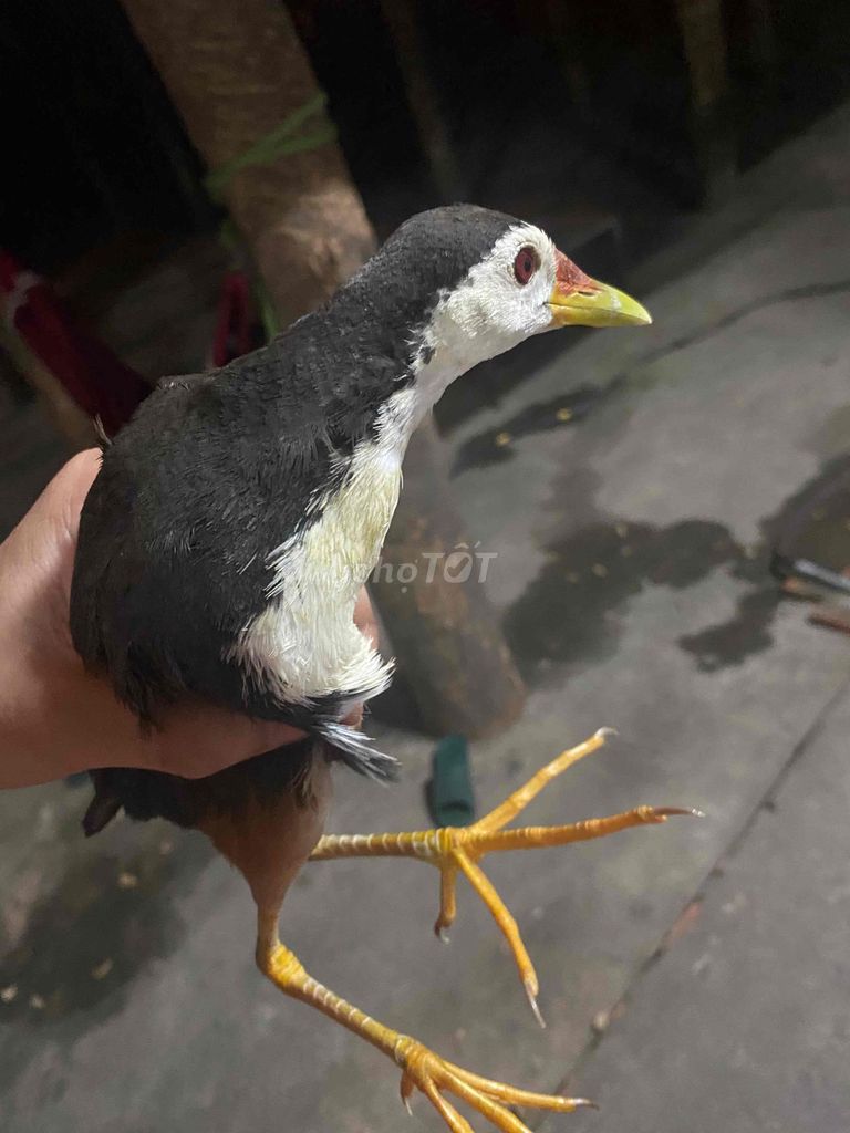 Chim cảnh khỏe mạnh. Mua bán Chim tại Huyện Củ Chi Tp Hồ Chí Minh được đăng bởi Hà thanh Lâm hình 1