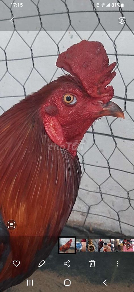 Gà trống Đỏ 3.6kg Đực. Mua bán Gà tại Thành phố Bến Tre Bến Tre được đăng bởi Nguyễn Hào Hiệp hình 1