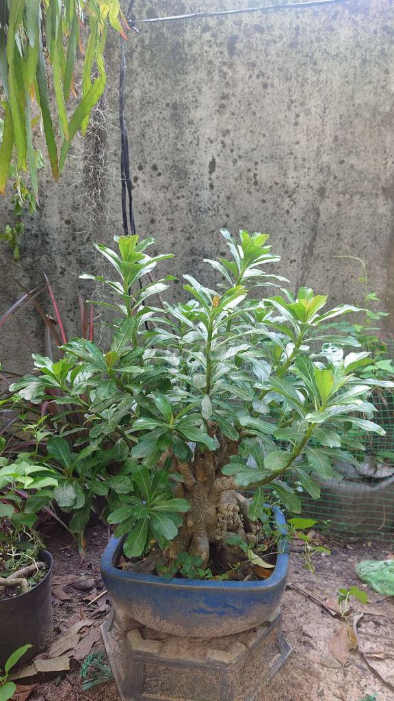Chậu hoa sứ Sứ Xanh. Mua bán Cây cảnh, đồ trang trí tại Thành phố Thủ Đức Tp Hồ Chí Minh được đăng bởi Phát Trần hình 1
