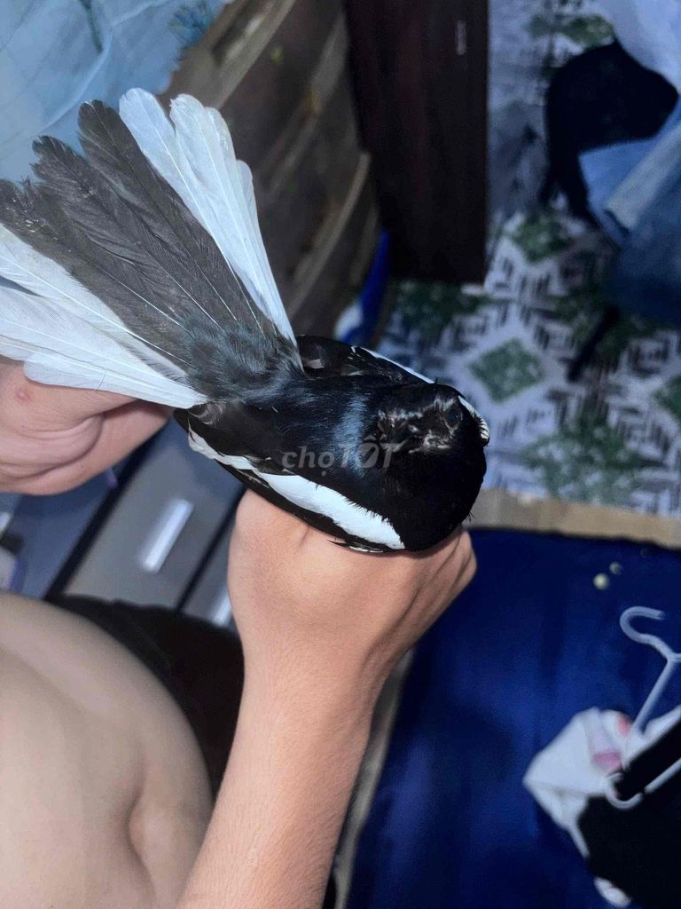 còn tin còn chim ạ. Mua bán Chim tại Thành phố Thủ Đức Tp Hồ Chí Minh được đăng bởi Thống em hình 5