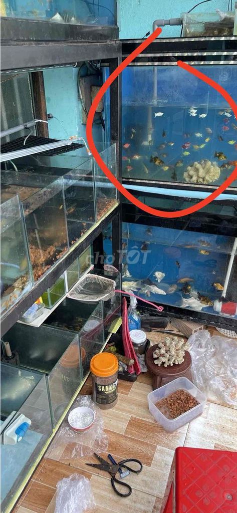 Hồ cá kính 80x40x60cm dày 8 li. Mua bán Phụ kiện, Thức ăn, Dịch vụ tại Huyện Bình Chánh Tp Hồ Chí Minh được đăng bởi Minh Tiến hình 1