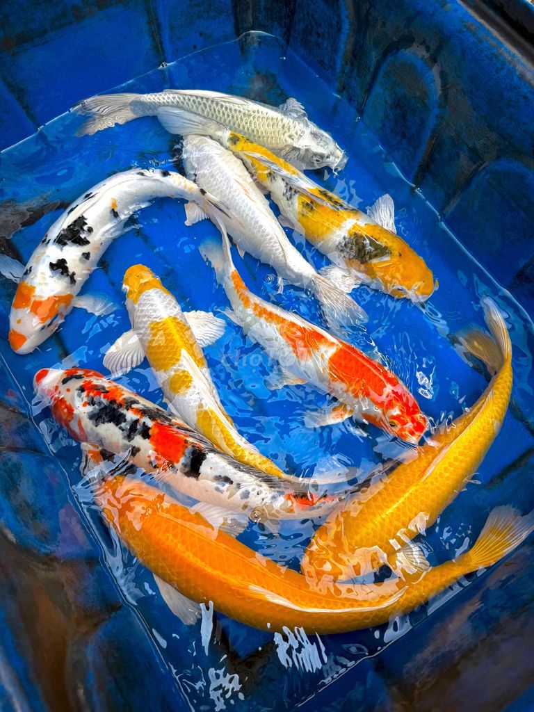 Cá Koi F1 nhật giá cân kí. Mua bán Thú cưng khác tại Thành phố Biên Hòa Đồng Nai được đăng bởi Nguyen Sang hình 1