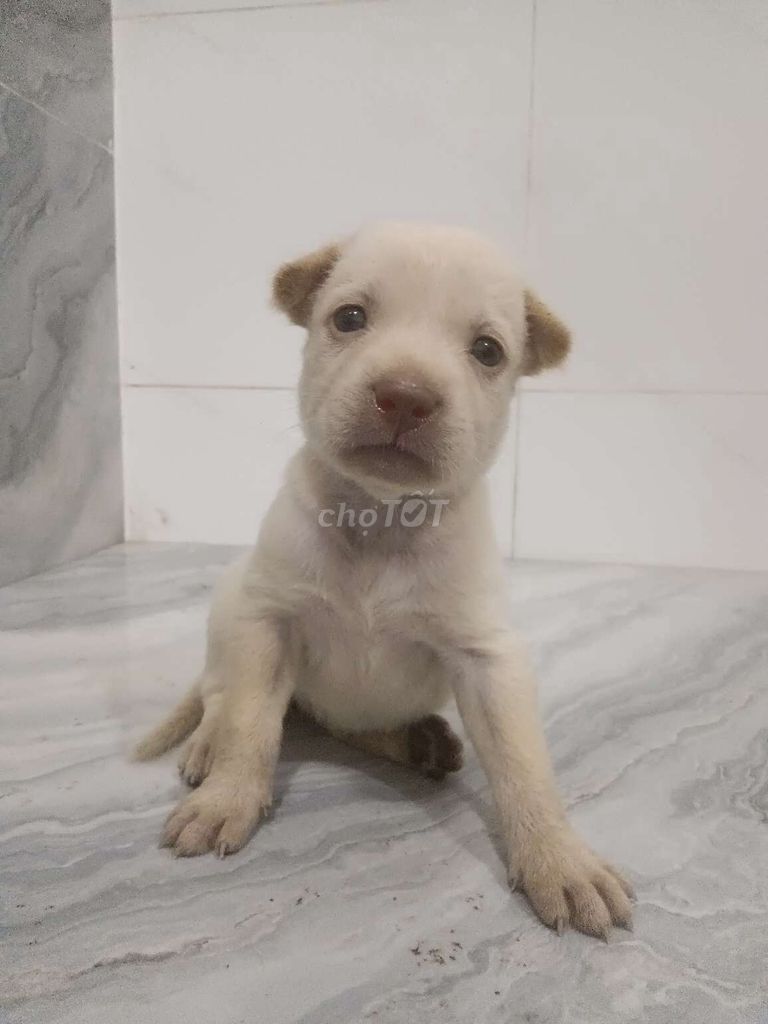 Chó Chihuahua f giống nhỏ trắng phíu mũi hồng. Mua bán Chó tại Quận 6 Tp Hồ Chí Minh được đăng bởi Tăng Chí Lương  hình 1