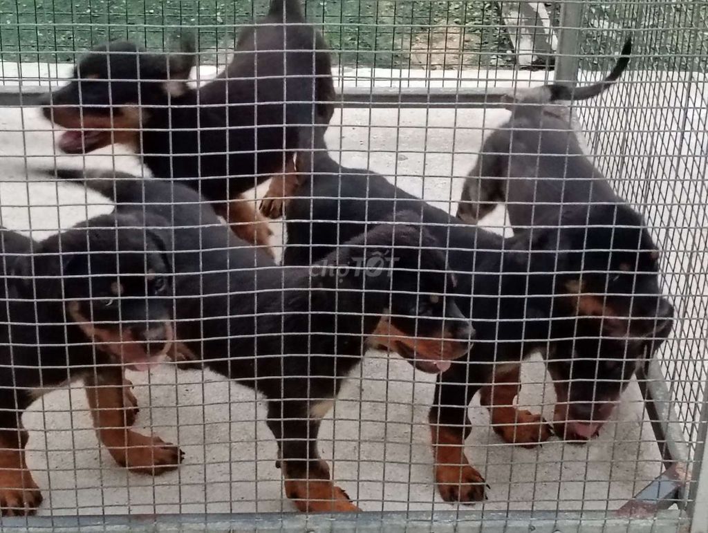 Chó Rottweiler NB... Mua bán Chó tại Huyện Nhà Bè Tp Hồ Chí Minh được đăng bởi Nhân Rottweiler  hình 1