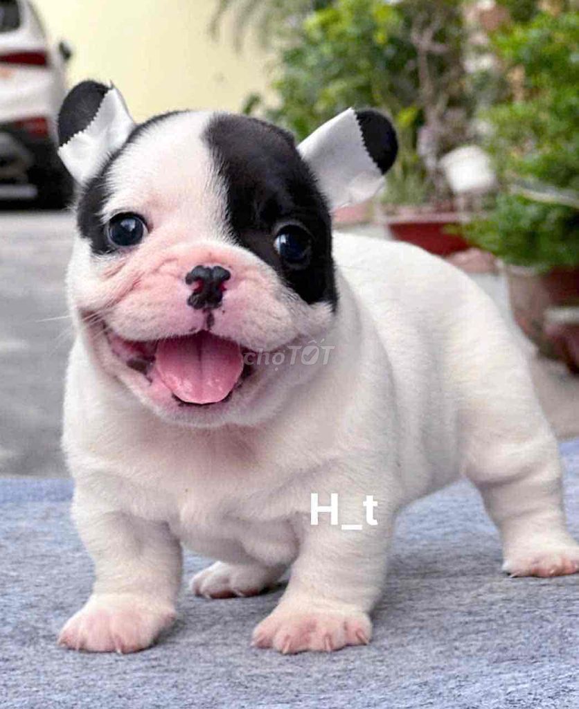 bull heo vip❤️❤️. Mua bán Chó tại Quận Bình Tân Tp Hồ Chí Minh được đăng bởi huỳnh thật  hình 1