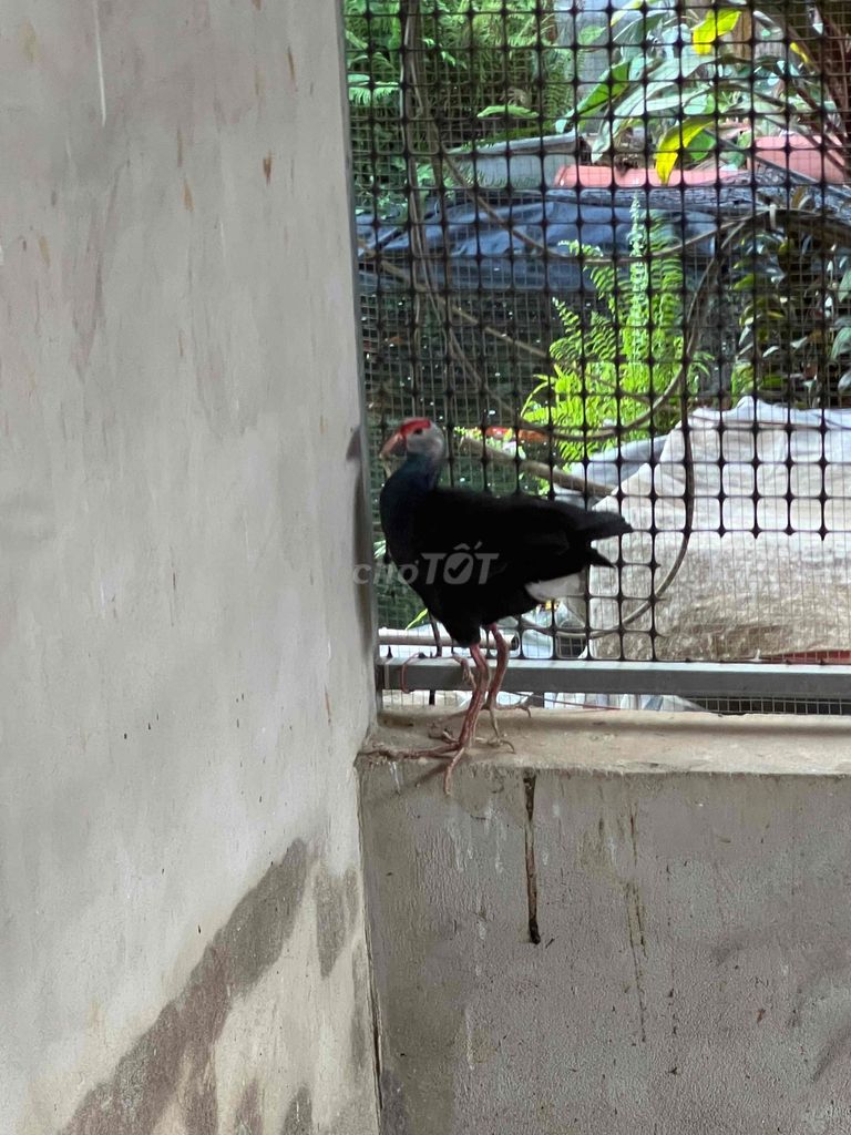 Chim Trích cồ Đen, Đỏ, Xanh. Mua bán Chim tại Huyện Củ Chi Tp Hồ Chí Minh được đăng bởi Hiền hình 1