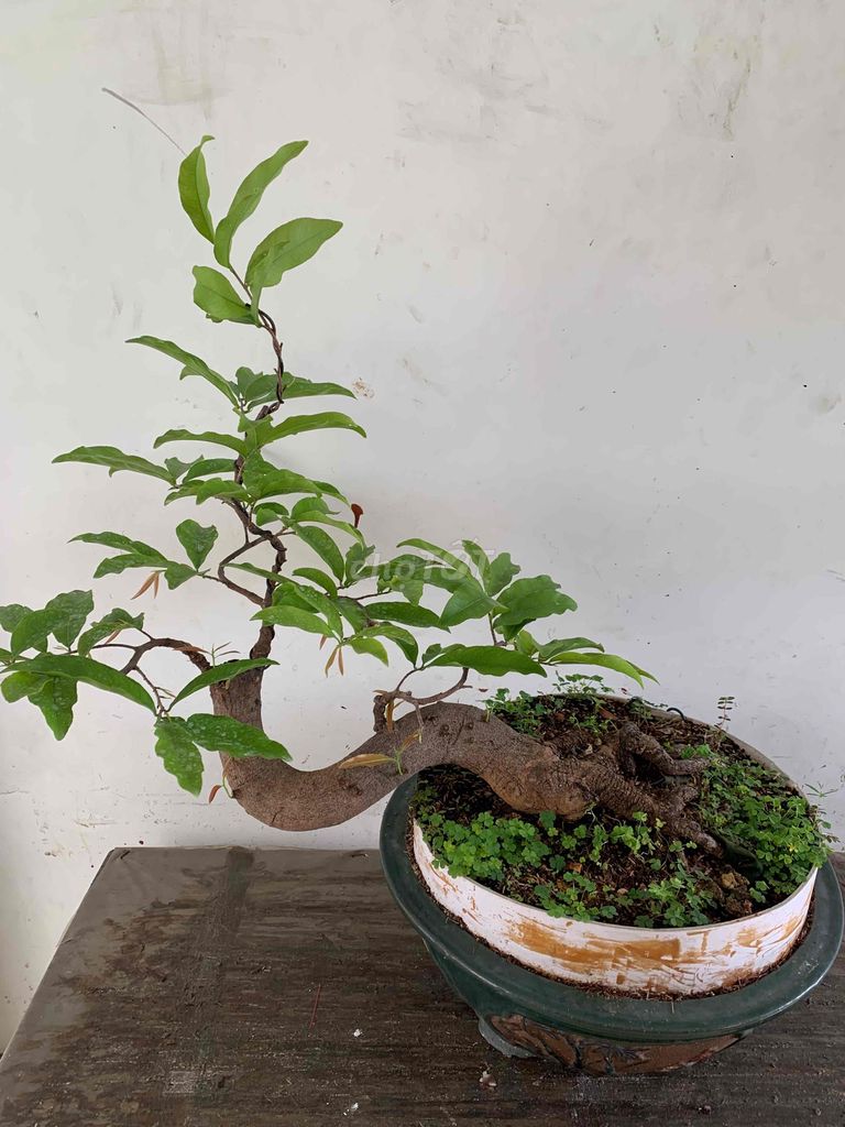 mai vàng bonsai ghép siêu bông sg,rất nghệ thuật