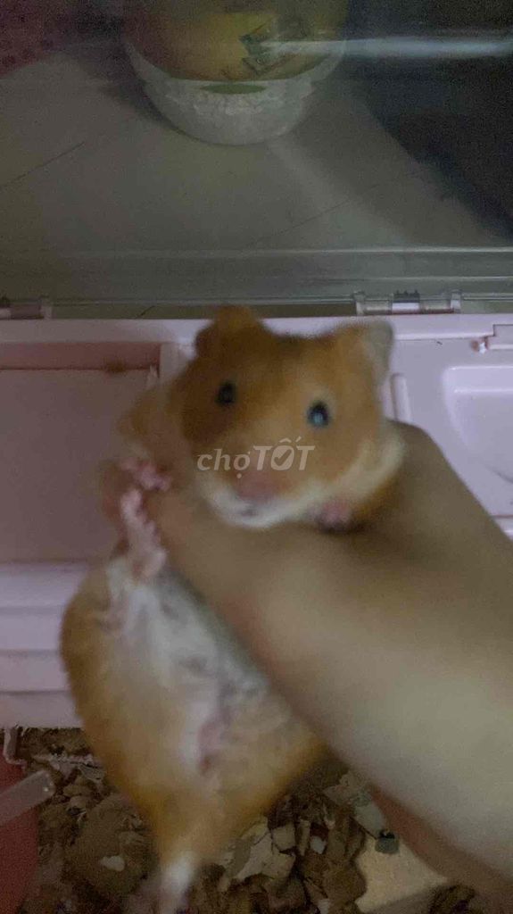 Hamster Bear vàng trắng Kèm lồng. Mua bán Thú cưng khác tại Quận Hoàng Mai Hà Nội được đăng bởi Minh Hải hình 1