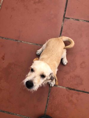 Chó poodle lai. Mua bán Chó tại Huyện Chương Mỹ Hà Nội được đăng bởi Nguyễn Thanh Thiệp