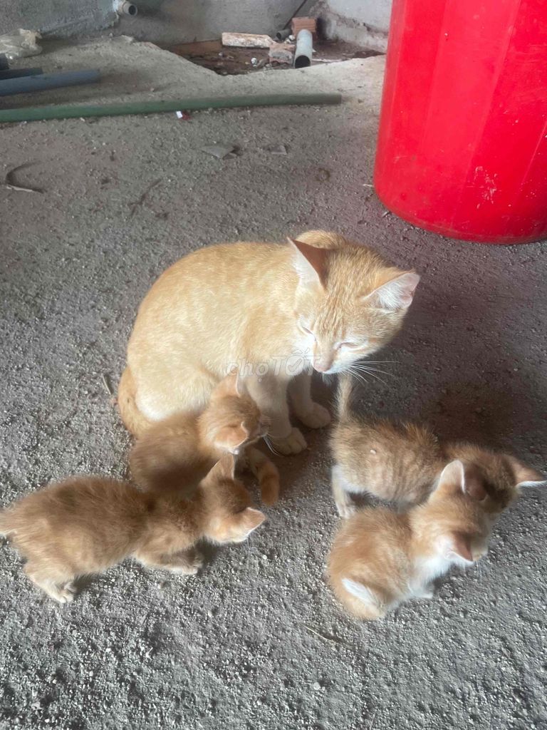 Mèo Vàng cam. Mua bán Mèo tại Thành phố Gia Nghĩa Đắk Nông được đăng bởi Tung Chùa  hình 1