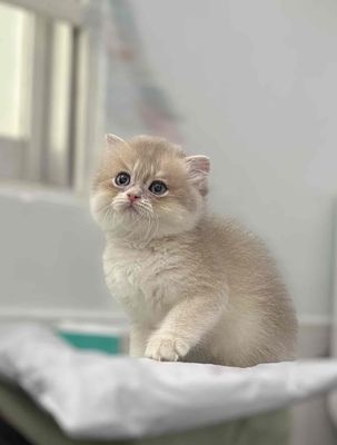 Đàn Golden Lông Dài. Mua bán Mèo tại Quận 12 Tp Hồ Chí Minh được đăng bởi Đức Huy