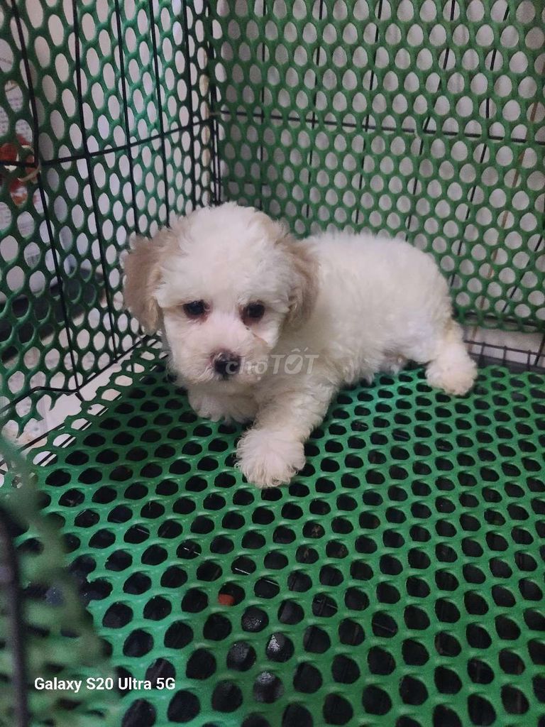 Poodle nha de thuần chủng