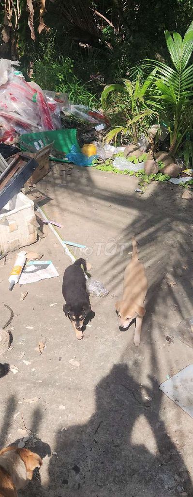 Chó con Lai Rottweiler Đen vàng. Mua bán Chó tại Quận Bình Thuỷ Cần Thơ được đăng bởi binh thanh hình 5