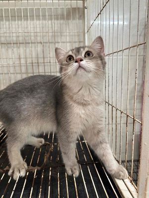 mèo anh mặt xinh ❤️❤️