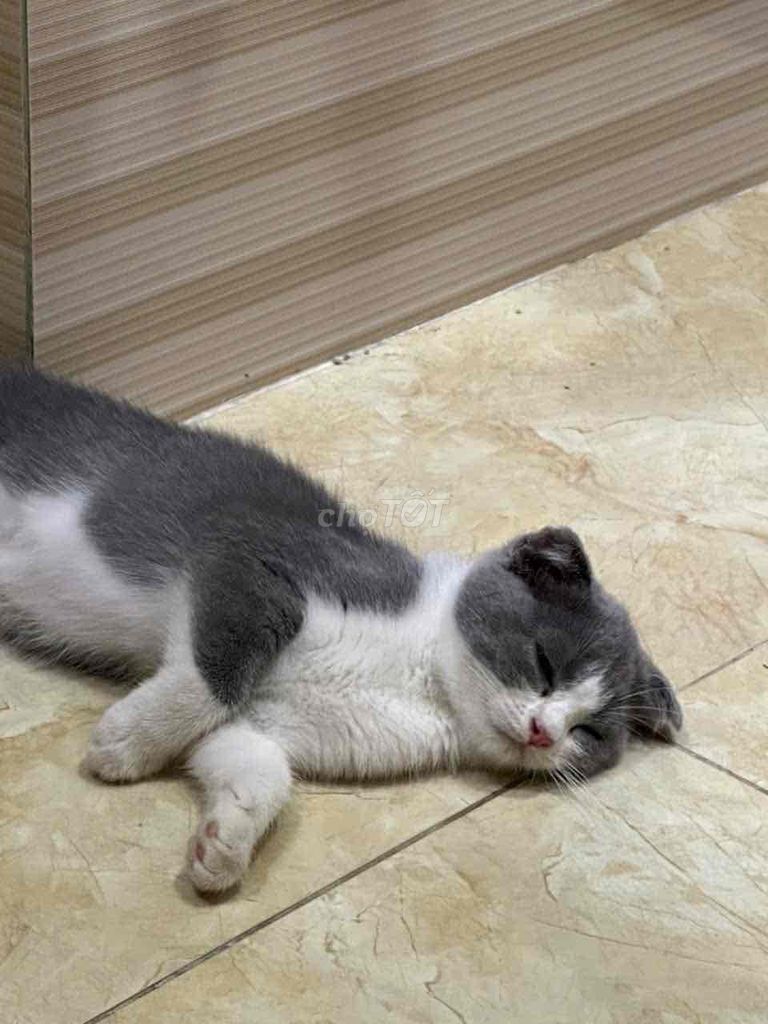 Mèo Anh lông ngắn Xám trắng Tai cụp. Mua bán Mèo tại Thành phố Thủ Đức Tp Hồ Chí Minh được đăng bởi Khang Thịnh Phát hình 1
