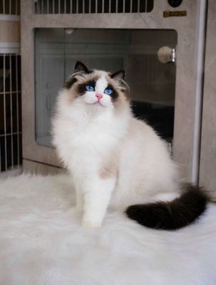 Mèo Ragdoll cái