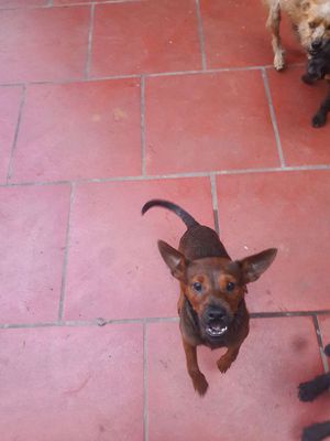 Cho tặng. Mua bán Chó tại Huyện Tiên Du Bắc Ninh được đăng bởi kensr