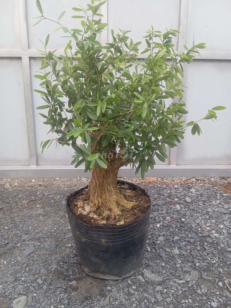 Cây cảnh Sam siêu bông lùn lực tán tròn. Mua bán Cây cảnh, đồ trang trí tại Huyện Củ Chi Tp Hồ Chí Minh được đăng bởi LT hình 1
