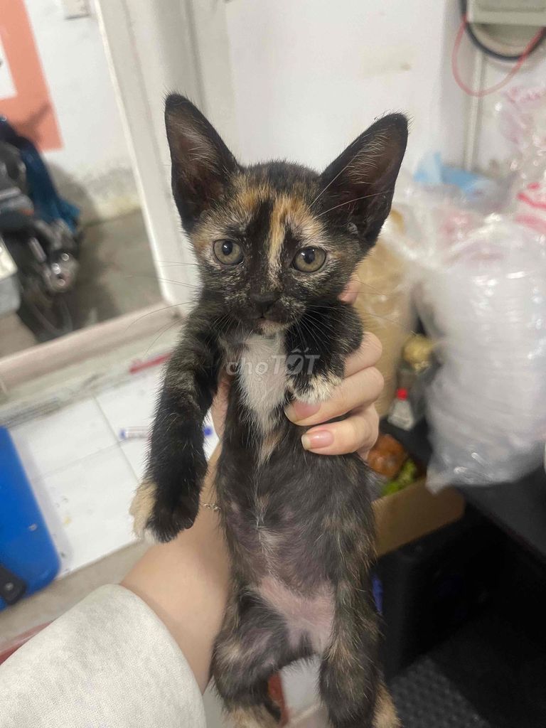 Mèo con. Mua bán Mèo tại Quận Phú Nhuận Tp Hồ Chí Minh được đăng bởi Quách Khánh Ân  hình 1
