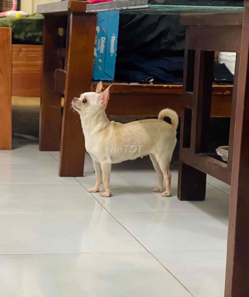 Chó Chihuahua 1,5 tuổi. Mua bán Chó tại Huyện Đông Anh Hà Nội được đăng bởi Hân Hân  hình 1
