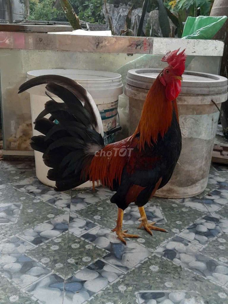 Gà trống Mỹ lai Cuban điều 1.250kg đực. Mua bán Gà tại Huyện Châu Thành A Hậu Giang được đăng bởi nguyen tan danh anh hình 1