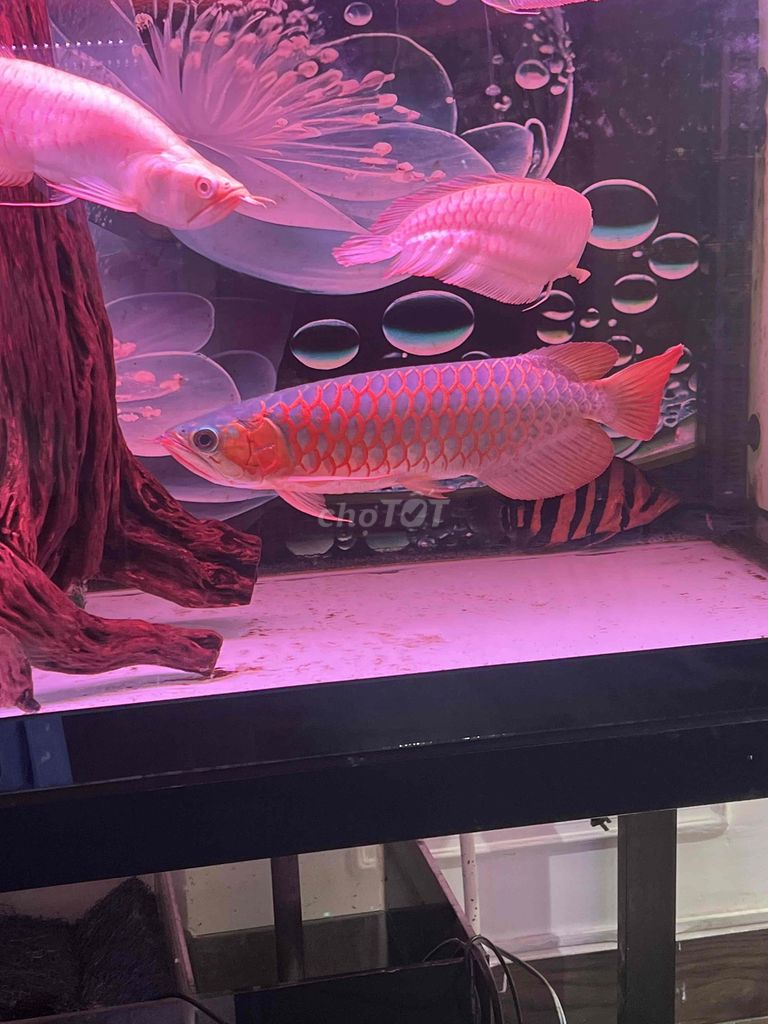 Cá Rồng  huyết long 35-37cm Khỏe mạnh. Mua bán Thú cưng khác tại Thành phố Thủ Đức Tp Hồ Chí Minh được đăng bởi TRẦN VŨ hình 1