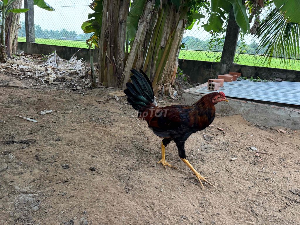 Gà Mỹ Sweater trống 5 tháng. Mua bán Gà tại Huyện Cờ Đỏ Cần Thơ được đăng bởi Trần Hoàng hình 1