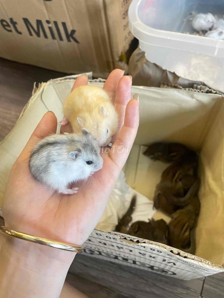 Hamster đủ các dòng luôn có hàng tại shop